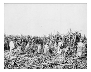 cane field