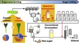 sugarcane farming